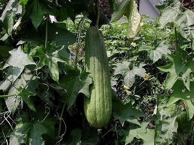 家庭菜園ヘチマの育て方 栽培方法 家庭菜園ヘチマの育て方 栽培方法