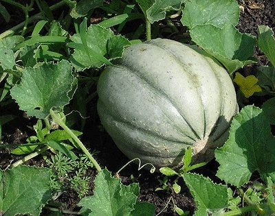 家庭菜園メロンの育て方 栽培方法