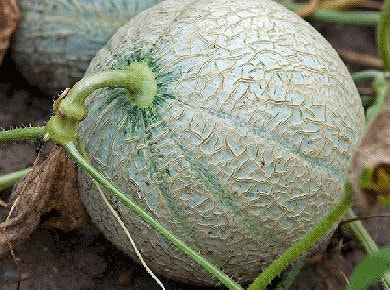 家庭菜園メロンの育て方 栽培方法