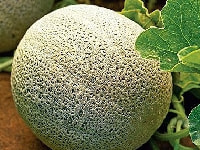 メロン・写真3