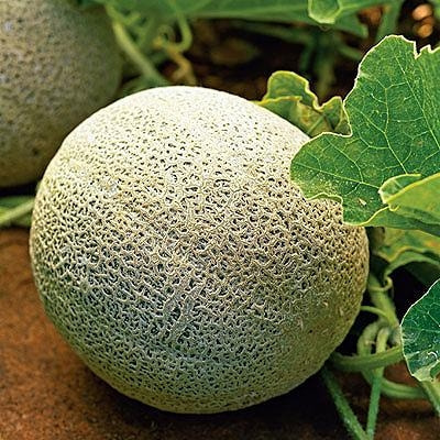 家庭菜園メロンの育て方 栽培方法 家庭菜園メロンの育て方 栽培方法