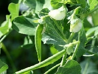 エンドウ・写真1