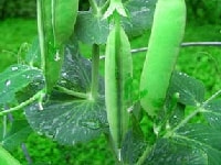 エンドウ・写真2