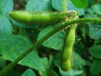 エダマメ・写真2