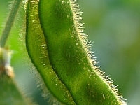 エダマメ・写真3