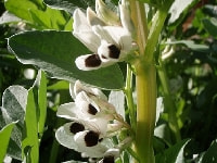 ソラマメ花・写真2