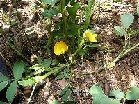 ラッカセイ・写真1