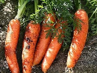 ジャガイモ・写真1