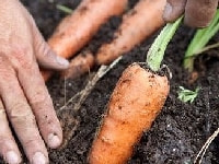 ニンジン・写真2