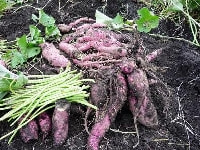 サツマイモ・写真1