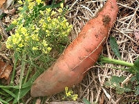 サツマイモ・写真2