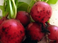 ラディッシュ・写真3