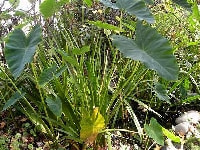 サトイモ・写真1