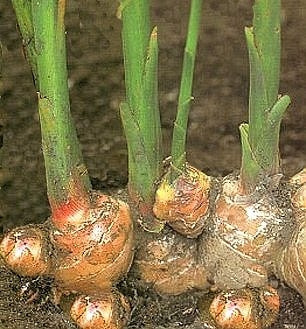 家庭菜園生姜の育て方 栽培方法
