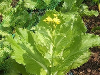 ハクサイ・写真1