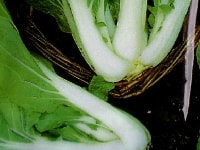 ハクサイ・写真3