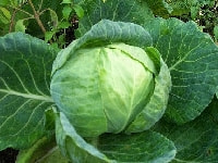 キャベツ・写真2