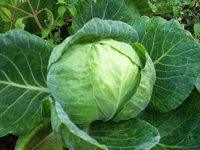 家庭菜園キャベツの育て方 栽培方法