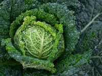 サボイキャベツ・写真3
