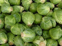 メキャベツ・写真3