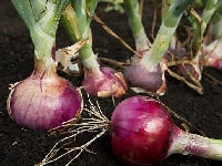 赤タマネギ・写真2