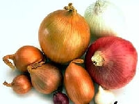 タマネギ・写真3