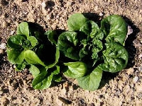 ホウレンソウ・写真1