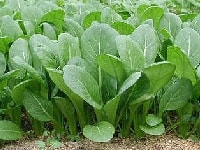 コマツナ・写真1