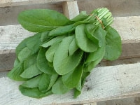 コマツナ・写真2