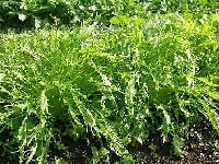 キョウナ・写真1