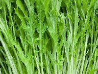 キョウナ・写真2