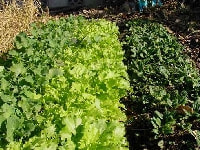 サントウサイ・写真1