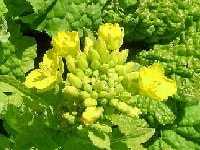 サントウサイ花・写真2