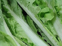 サントウサイ・写真3