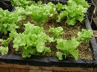 レタス・写真1