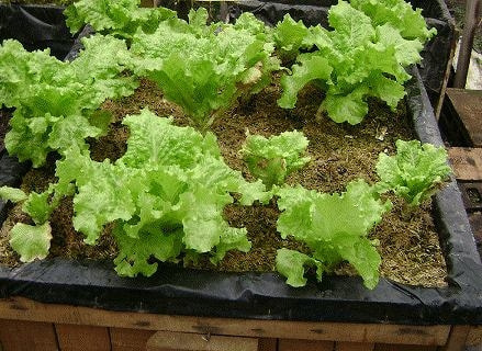 家庭菜園レタスの育て方 栽培方法 家庭菜園レタスの育て方 栽培方法