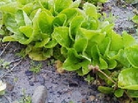 サラダナ・写真1