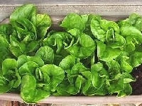 サラダナ・写真2