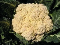カリフラワー・写真1