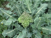 カリフラワー・写真3