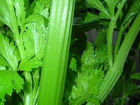 家庭菜園セロリの育て方 栽培方法