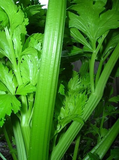 家庭菜園セロリの育て方 栽培方法 家庭菜園セロリの育て方 栽培方法