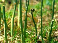 アスパラガス・写真1