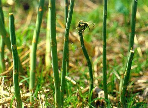 家庭菜園アスパラガスの育て方 栽培方法 家庭菜園アスパラガスの育て方 栽培方法