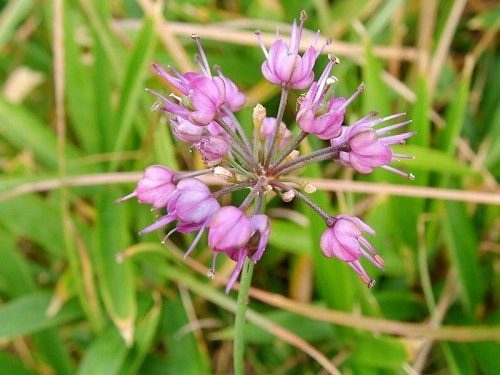 家庭菜園ラッキョウの育て方 栽培方法 家庭菜園ラッキョウの育て方 栽培方法