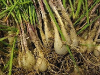 ラッキョウ根・写真2