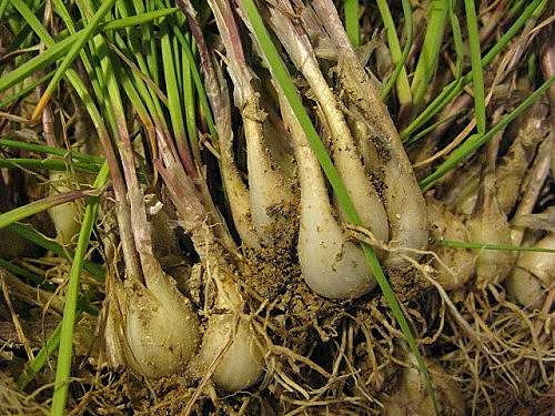 家庭菜園ラッキョウの育て方 栽培方法 家庭菜園ラッキョウの育て方 栽培方法