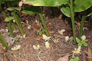 家庭菜園ミョウガの育て方 栽培方法
