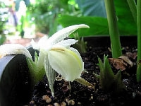 ミョウガ・写真2