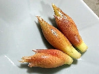 ミョウガ・写真3